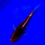 GOSHIKI 27CM