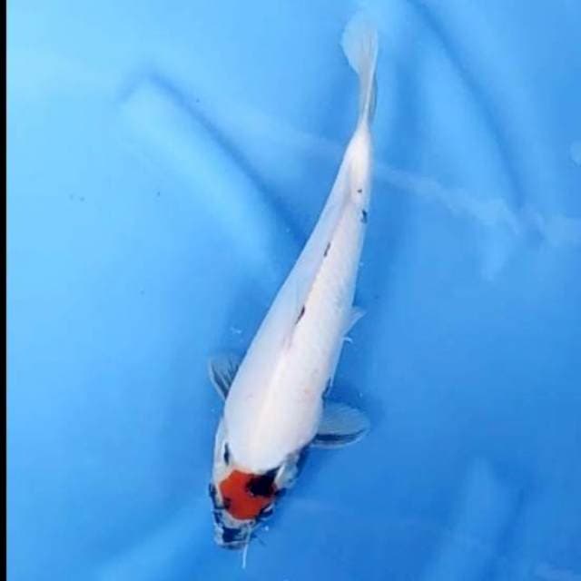 TANCHO SHOWA # 29CM