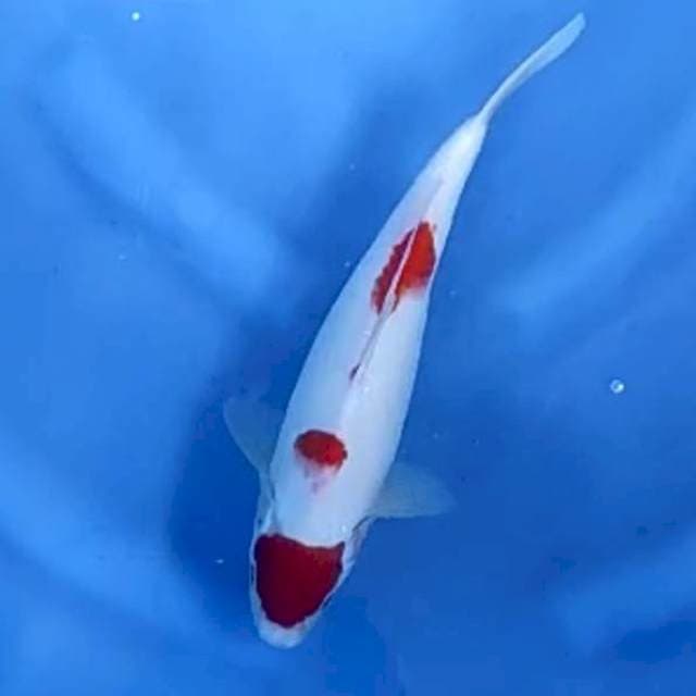 MARUTEN KOHAKU # 28CM