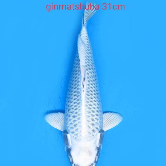 Ginmatshuba 31cm