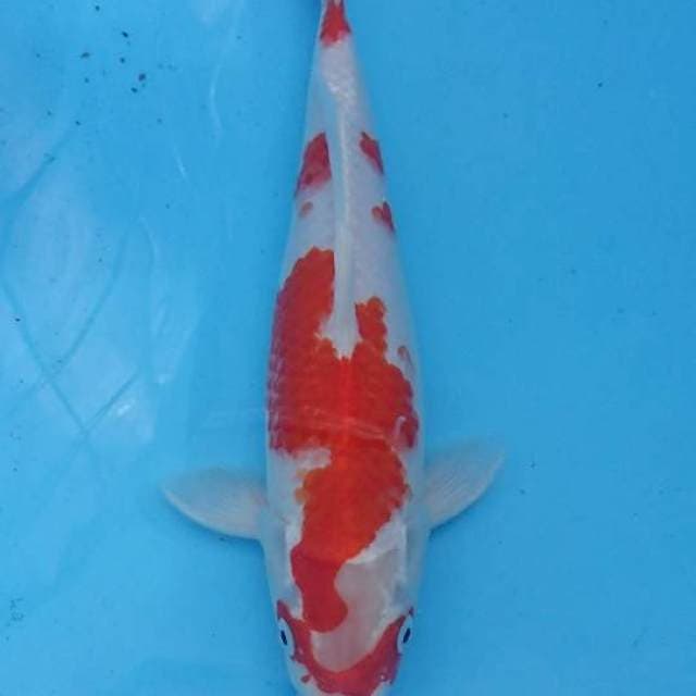 Bulan sabit merah 31cm Female