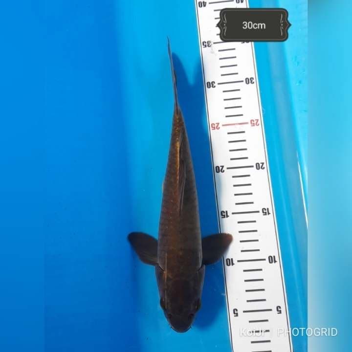 Dark Chagoi