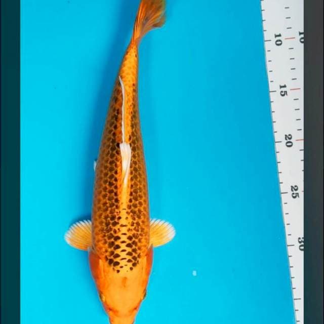 Aka matsuba 32cm