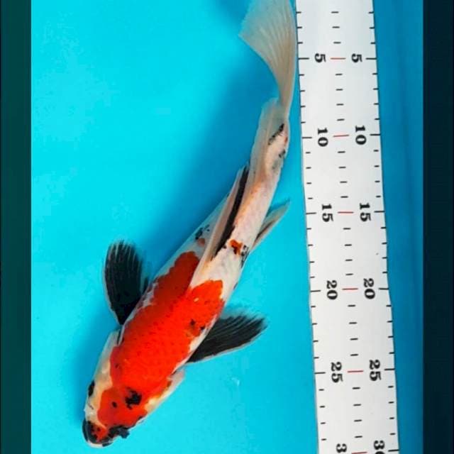 Showa kumpay 30cm