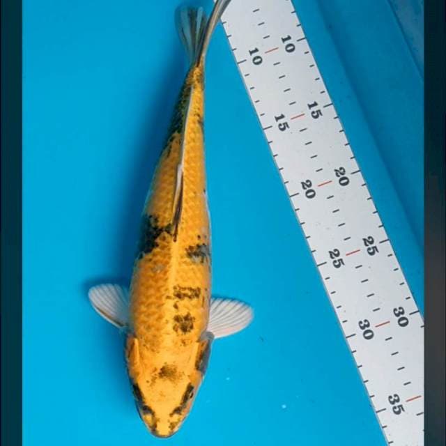 Kin showa 30bu male