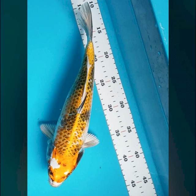 Kin kage showa 31cm