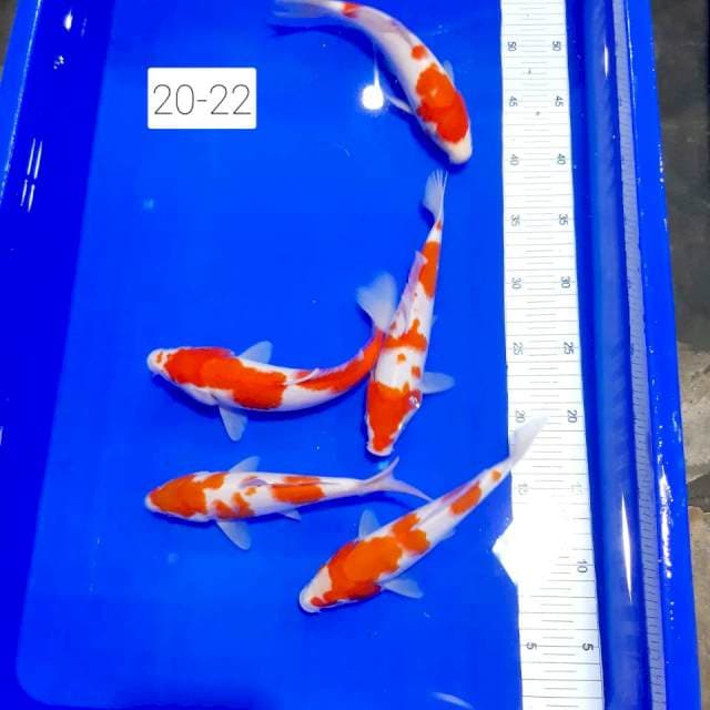 Kohaku strong paket