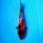 Showa SQ 27cm up