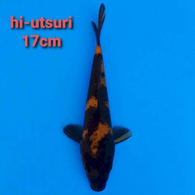 F1 Hi Utsuri 17cm