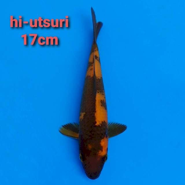 F1 Hi Utsuri 17cm