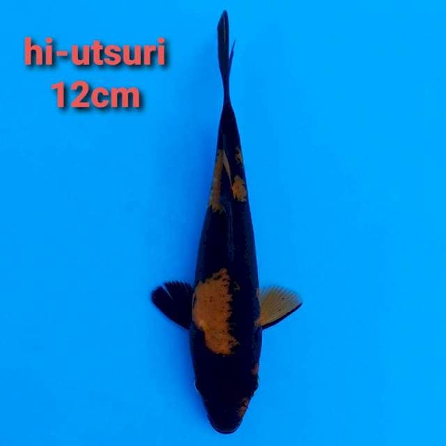 F1 Hi Utsuri 12cm