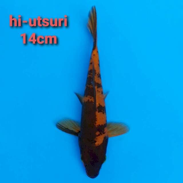 F1 Hi Utsuri 14cm