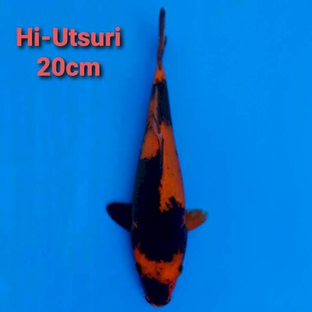 F1 Hi Utsuri 20cm