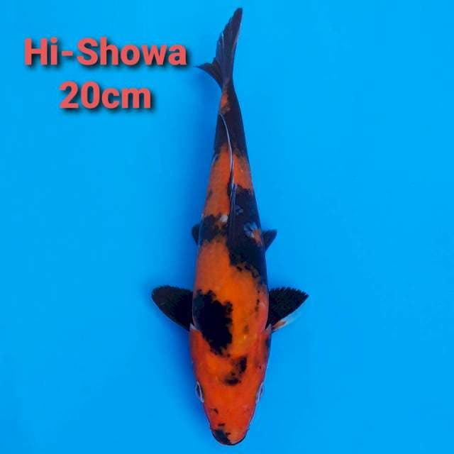 F1 Hi Showa 20cm