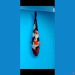 Maruten Showa 45cm