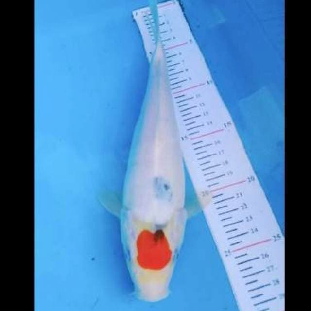 Tanco sanke ory 28cm
