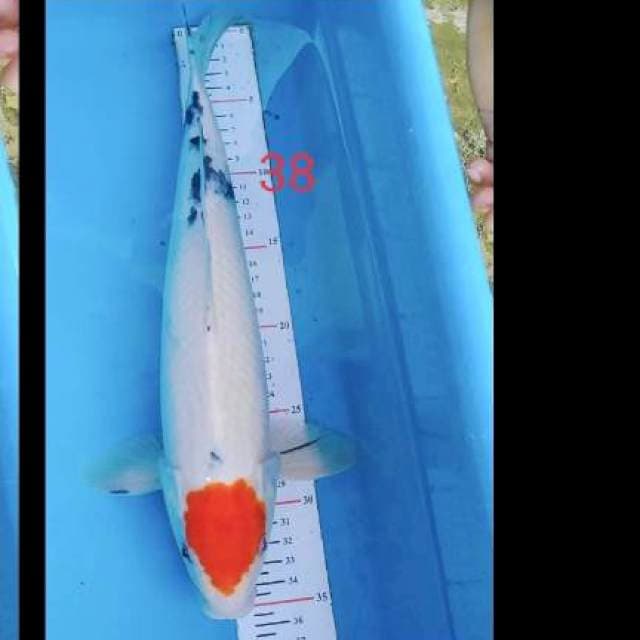 Tc sanke ory 38cm