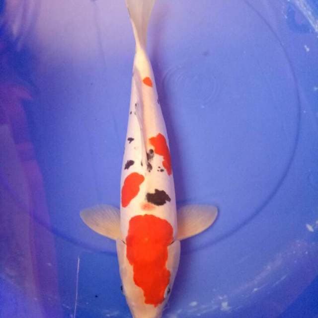 Sanke doit 43 cm