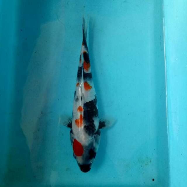 Kindai showa 23 cm