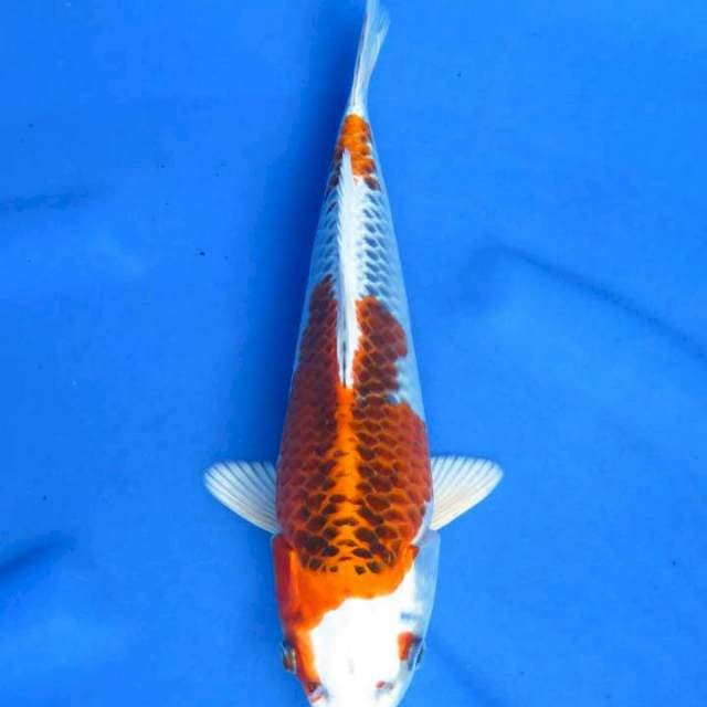 Kujaku 27cm