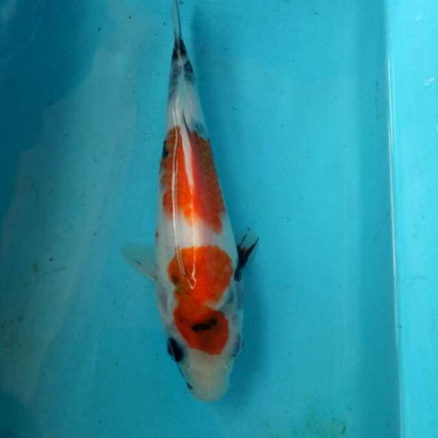 Showa 22 cm