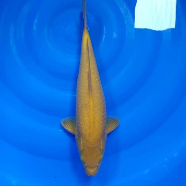 Karashi jumbo 40cm