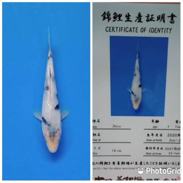 Shiro tosai dainichi