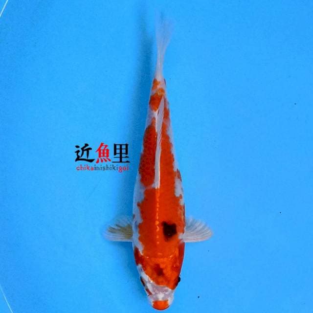 Kujaku 19 cm