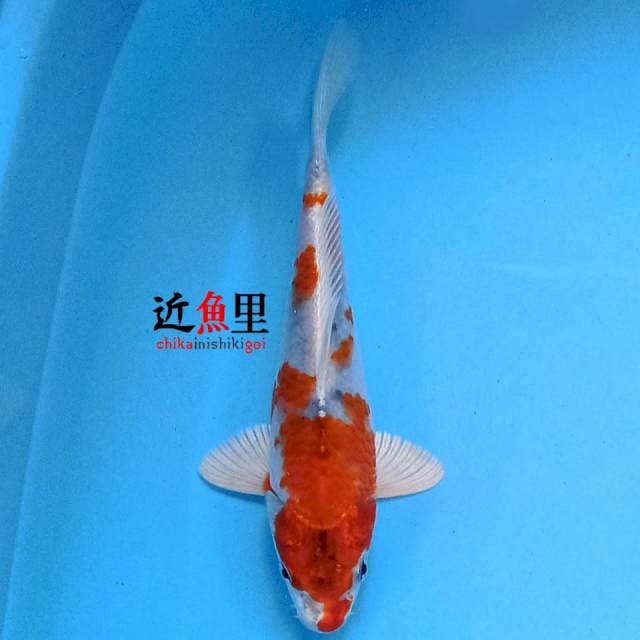Kujaku 19 cm