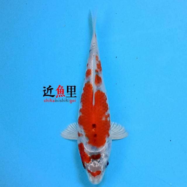 Kujaku 19 cm