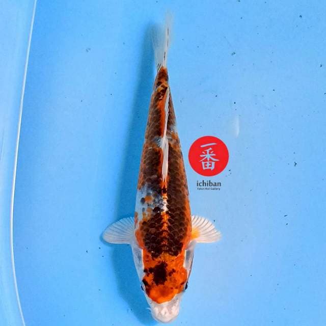 Kujaku 19 cm