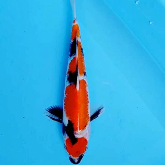 Showa 27cm