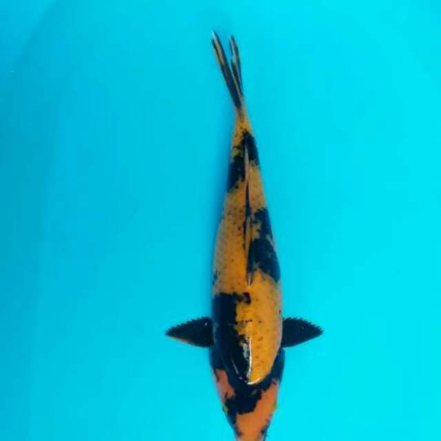 Utsuri 32cm