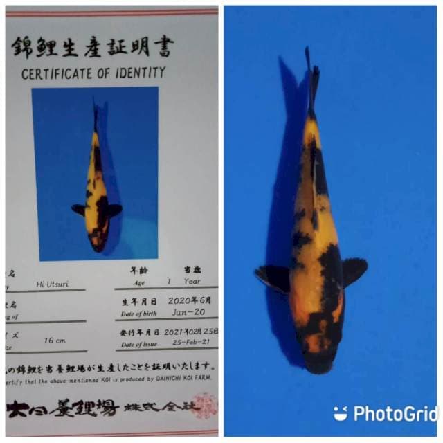 Hi utsuri tosai dainichi
