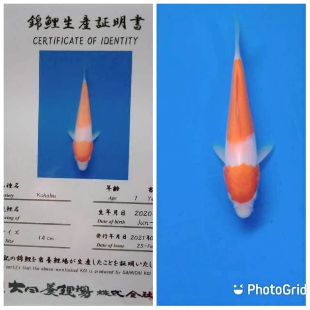 Kohaku tosai dainichi