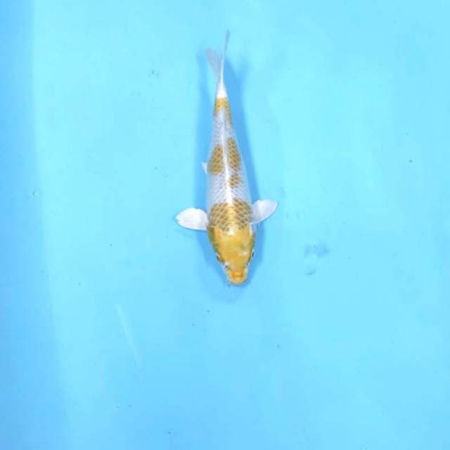 Hariwake 22 cm
