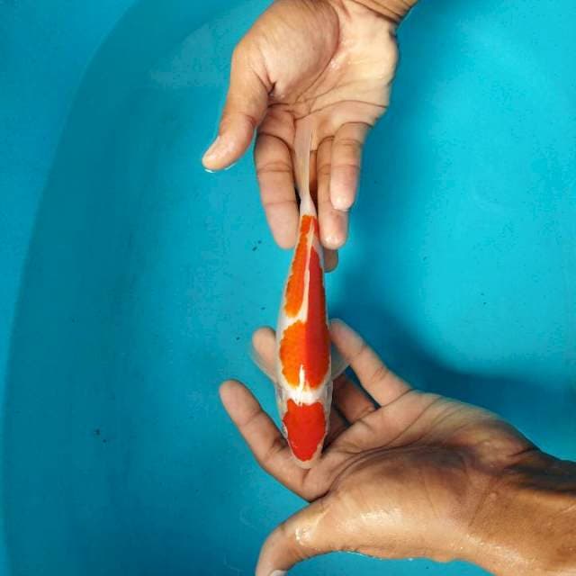 Maruten kohaku ory