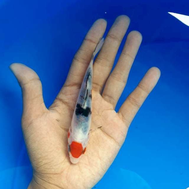 Tanco sanke 11 cm