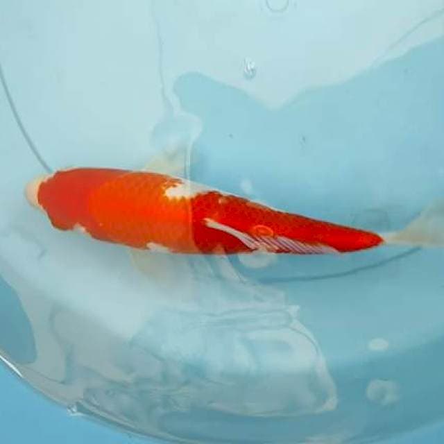 Dainichi Kohaku serti