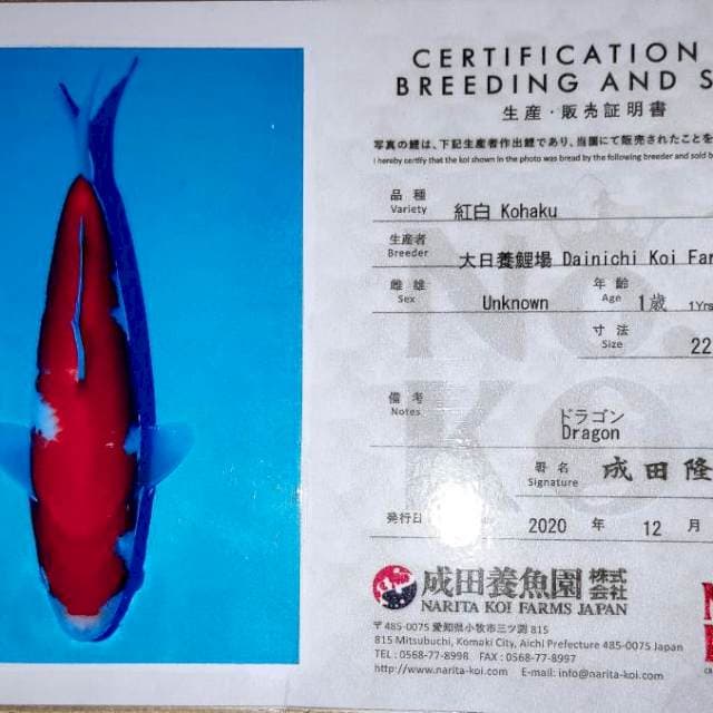 Dainichi Kohaku serti
