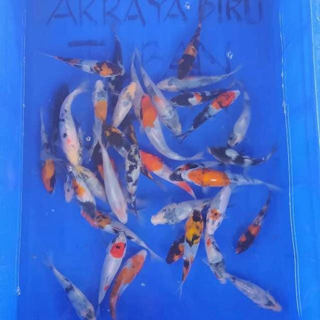SHOWA & SHIRO Grade A 14 - 16cm