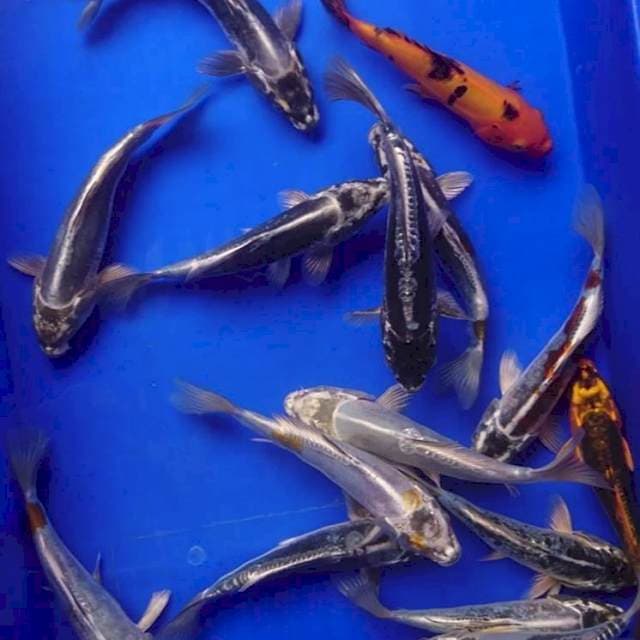 Kiko 15 ekor