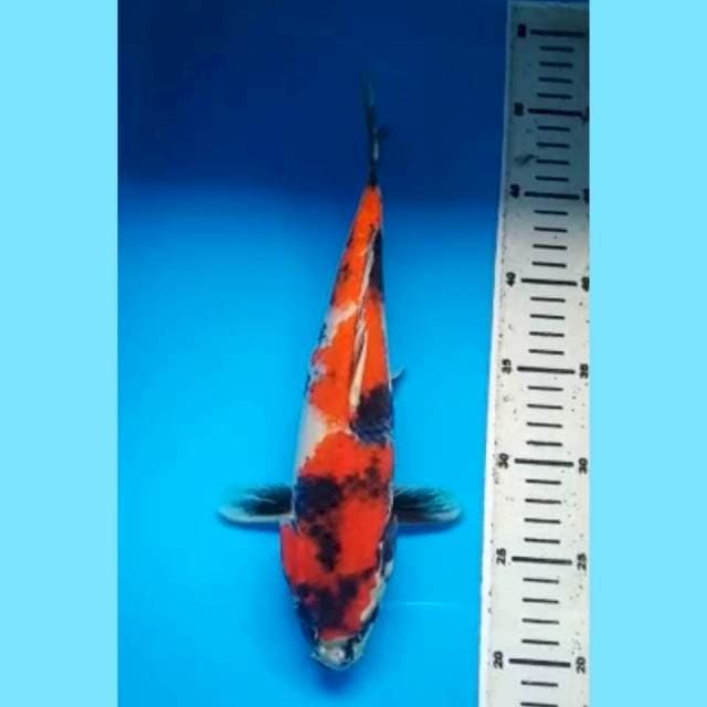 HI SHOWA 30 Cm