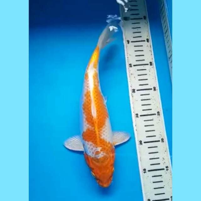 HARIWAKE 30 Cm