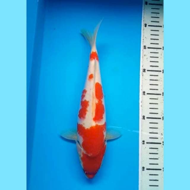 KOHAKU PUNUK 31 Cm