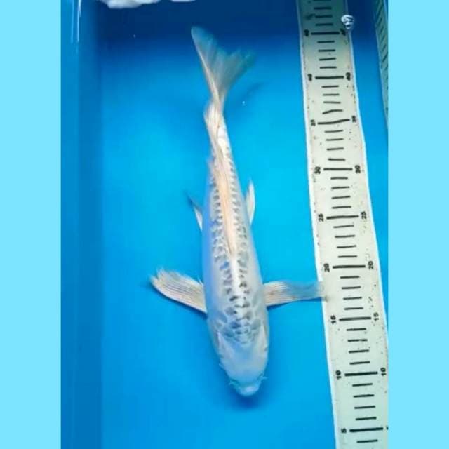 GIN MATSUBA DOITSU KUMPAY 35 Cm