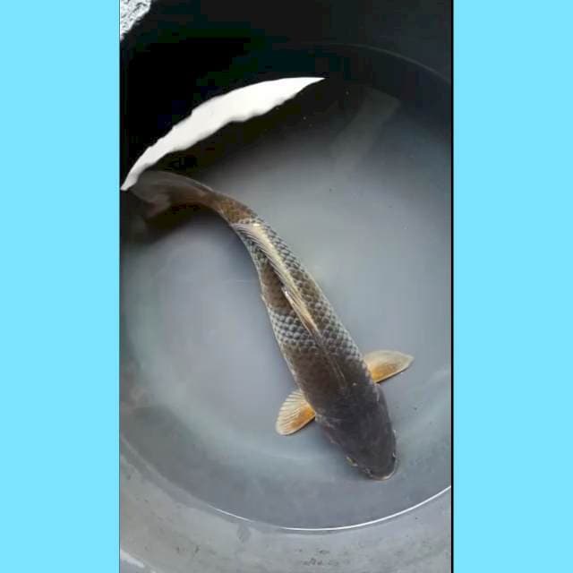 OCHIBA 37 Cm