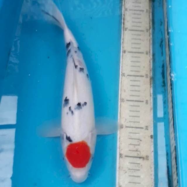 Tancho sanke 35 cm