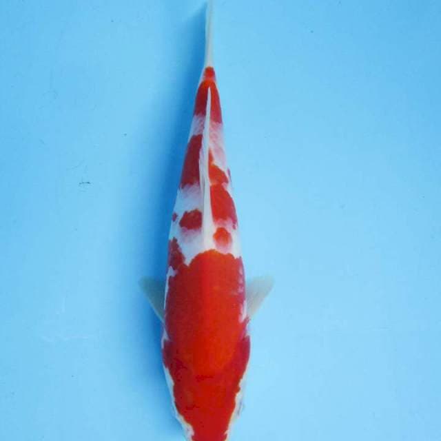 Kohaku
