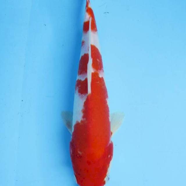 Kohaku